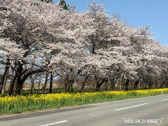 菜の花ロードとは 人気 最新記事を集めました はてな