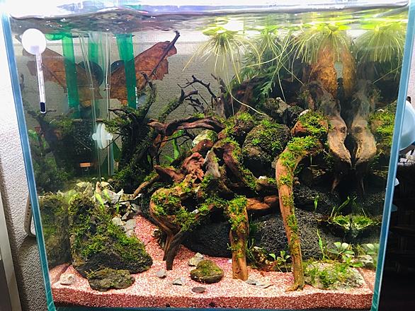 流木とは 動植物の人気 最新記事を集めました はてな