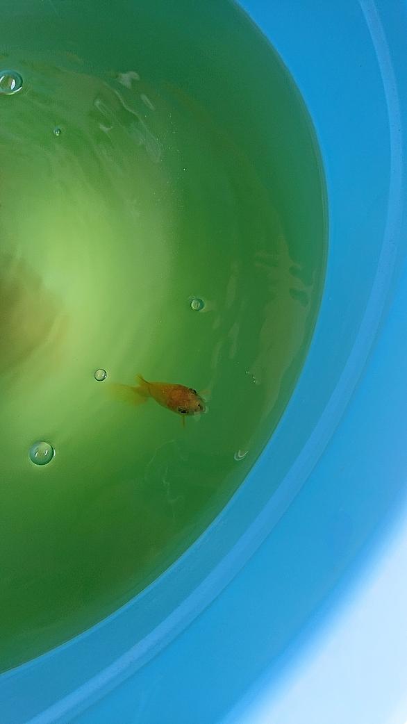 チンアナゴとは 動植物の人気 最新記事を集めました はてな