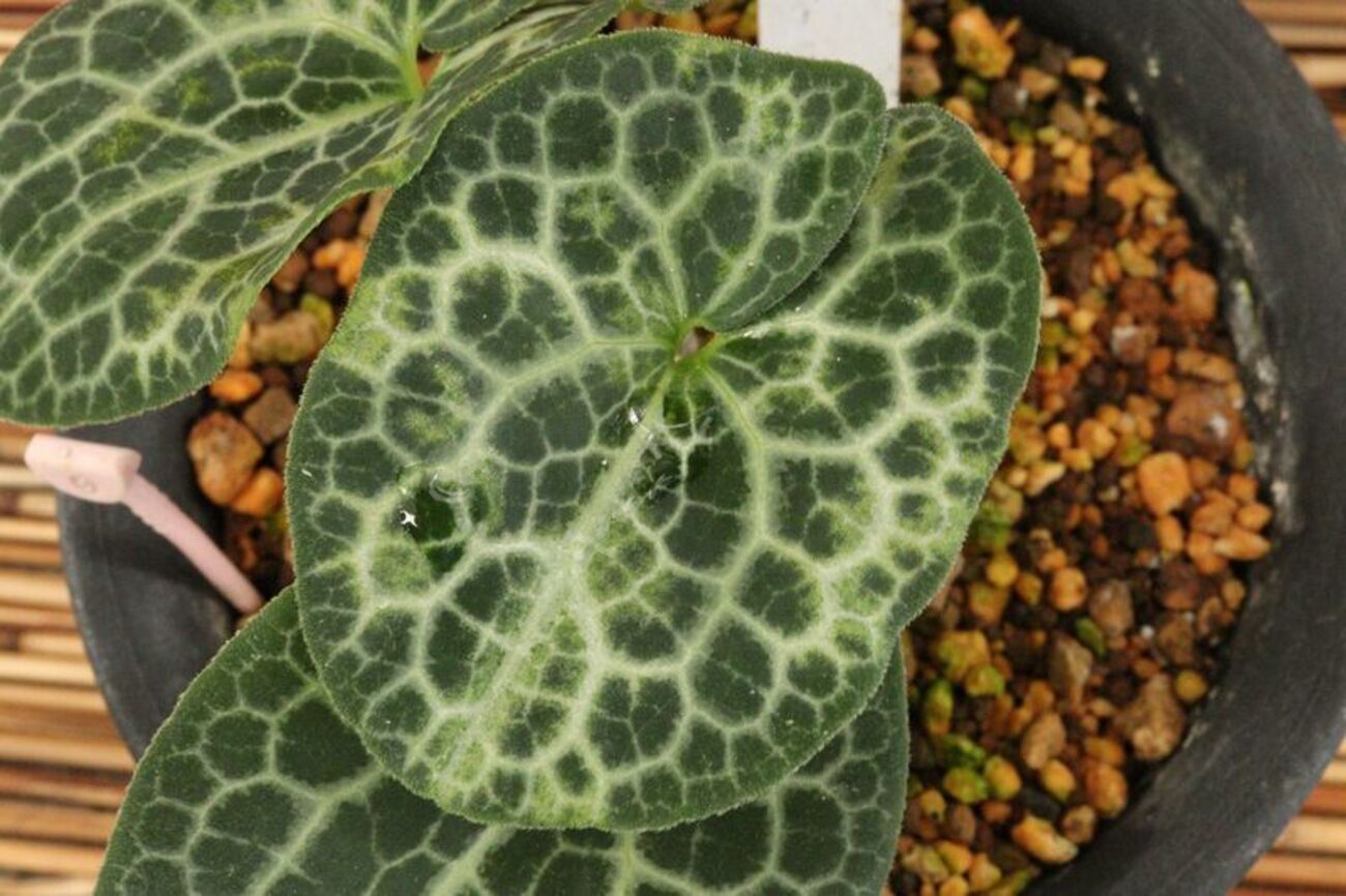 新芽ちゃんの成長記録 その③ - 古典園芸植物 細辛の世界
