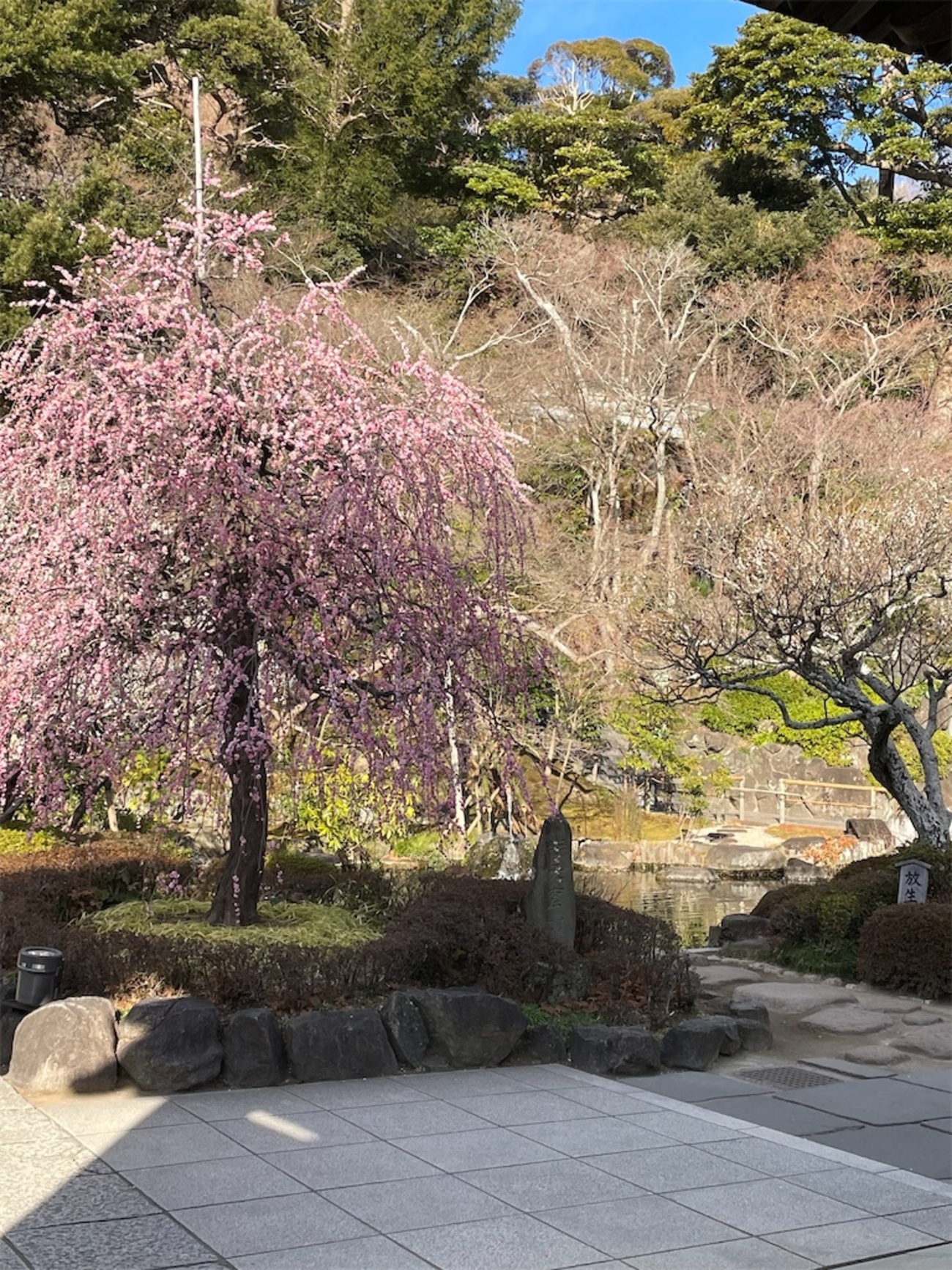 花散らす風過ぎ去りし朧かな - 初心者俳句サロン 日々のできごとを詠みます