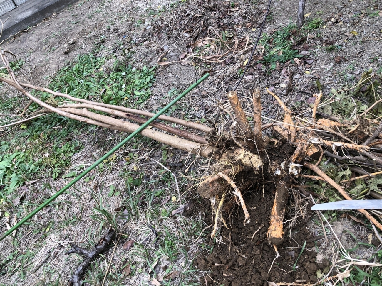 庭づくり】桑の木伐根 - 私のお気に入り備忘録