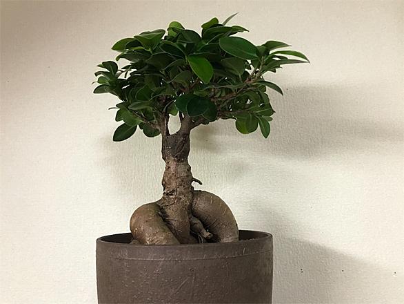 ガジュマルとは 動植物の人気 最新記事を集めました はてな