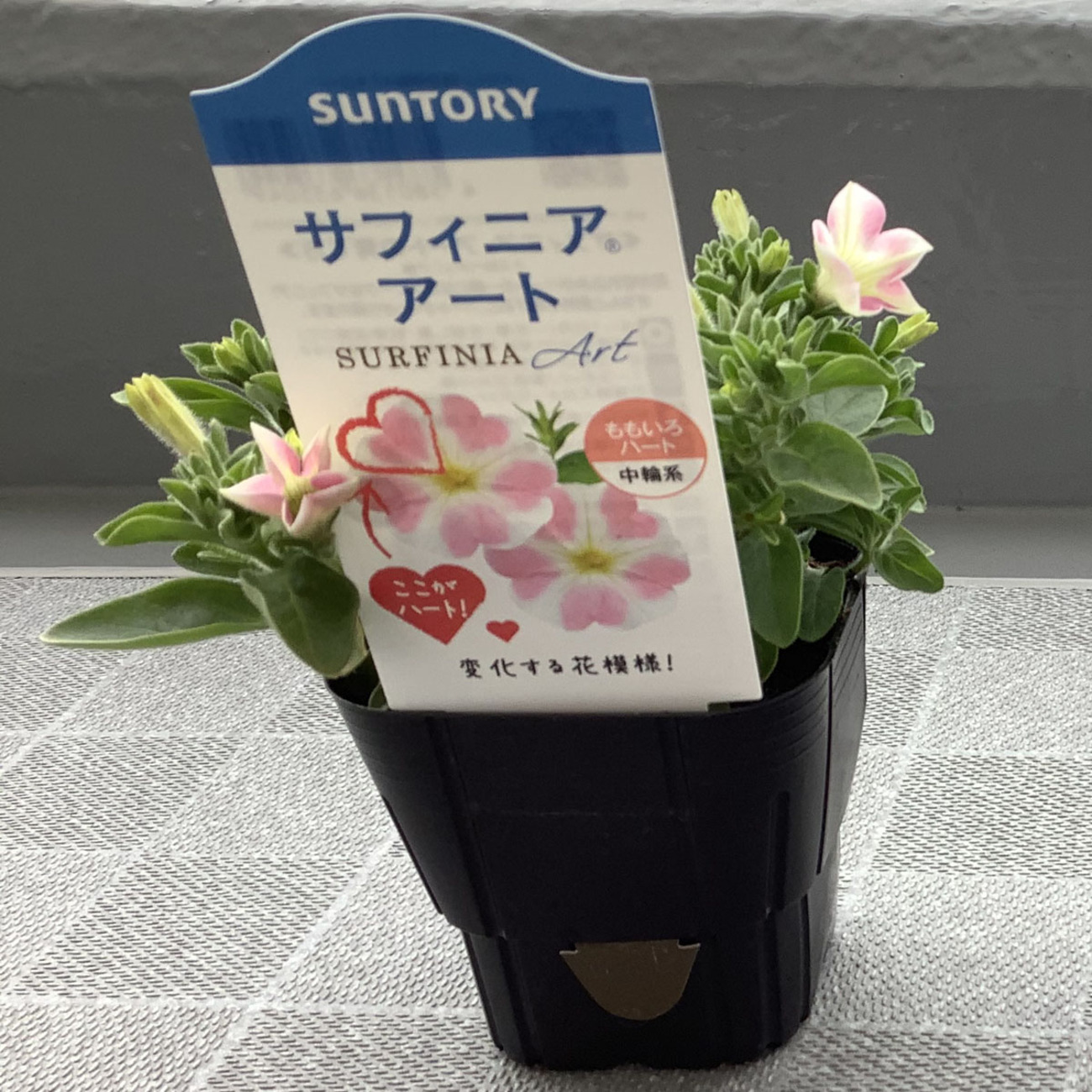我が家の「ももいろハート」（その1） - うるさい素人