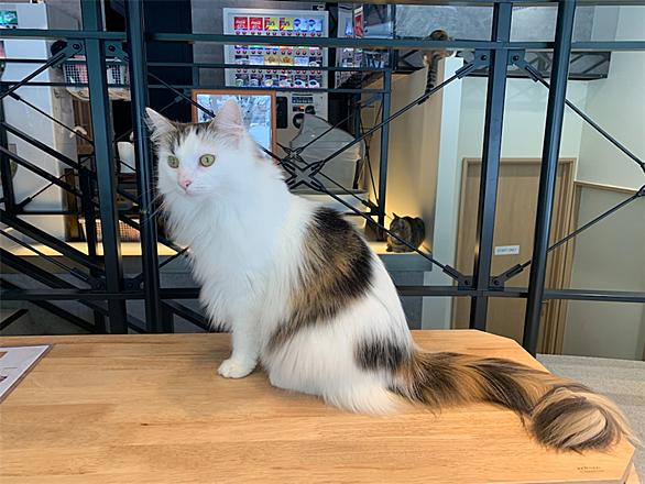ノルウェージャンフォレストキャットとは 動植物の人気 最新記事を集めました はてな ノルウェージャンフォレストキャットとは 動植物の人気 最新記事を集めました はてな