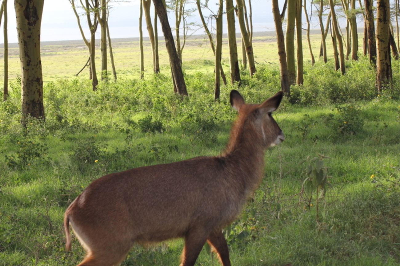 ケニアひとり旅⑩【ナクル湖国立公園で準絶滅危惧種シロサイの親子と出会った】 - 晴れ女のわがままジャーニー（人生も旅も）, image size:1300x866