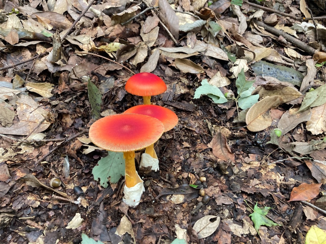 backend=imagemagick;version=1;