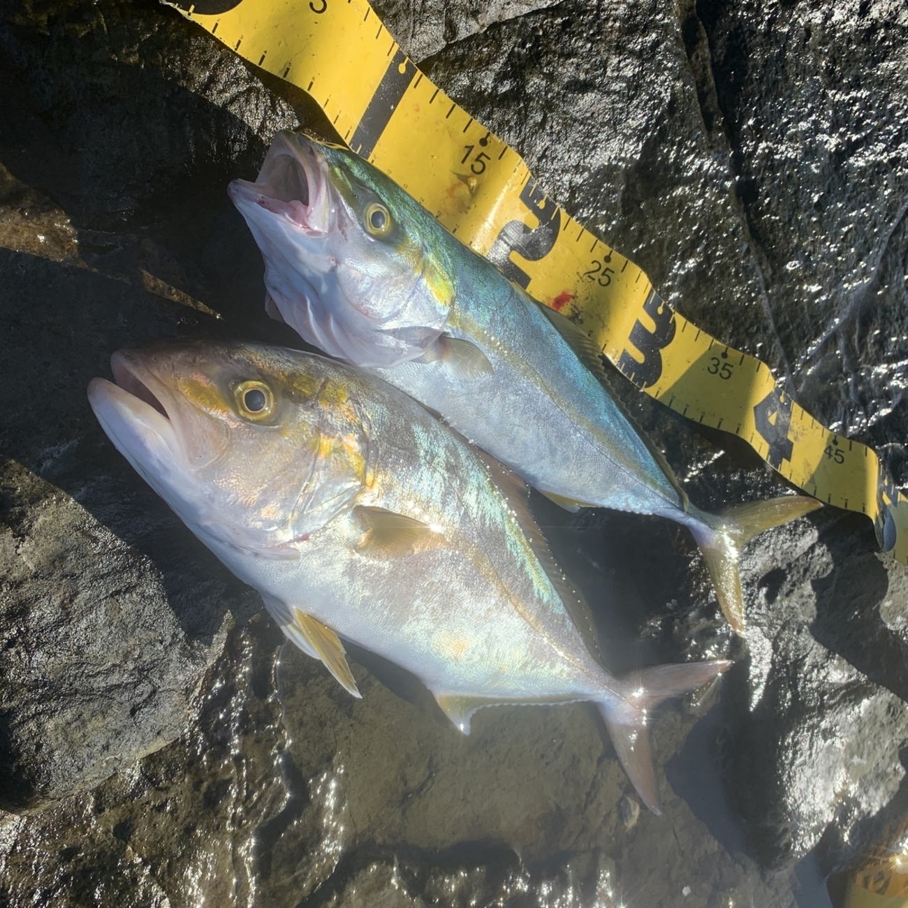 ショアジギング 青物 ヒラスズキ 地磯ガイド 伊豆 三浦 ショアジギング