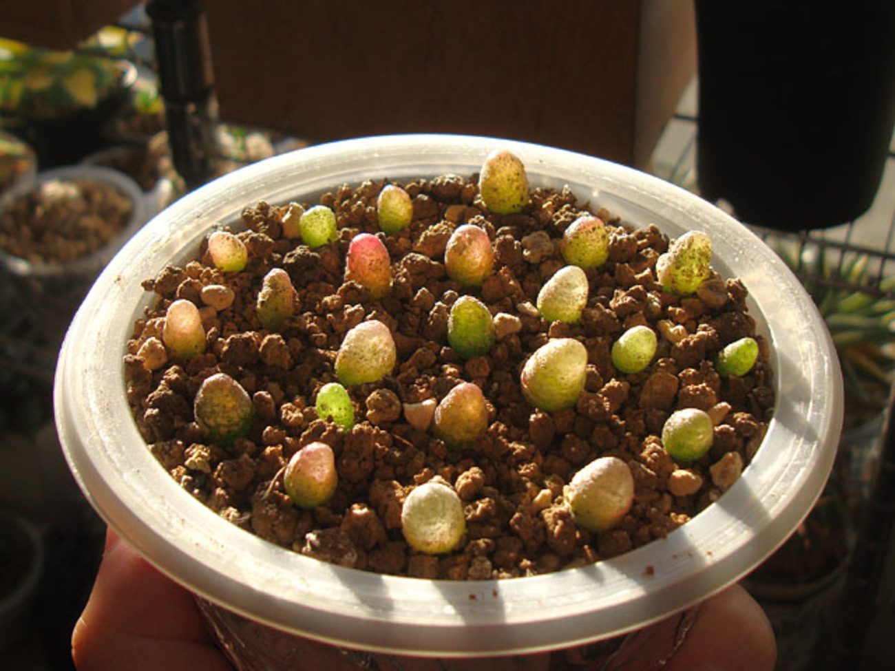 2ヶ月前に植え替えたブルゲリの様子 - 石と多肉植物