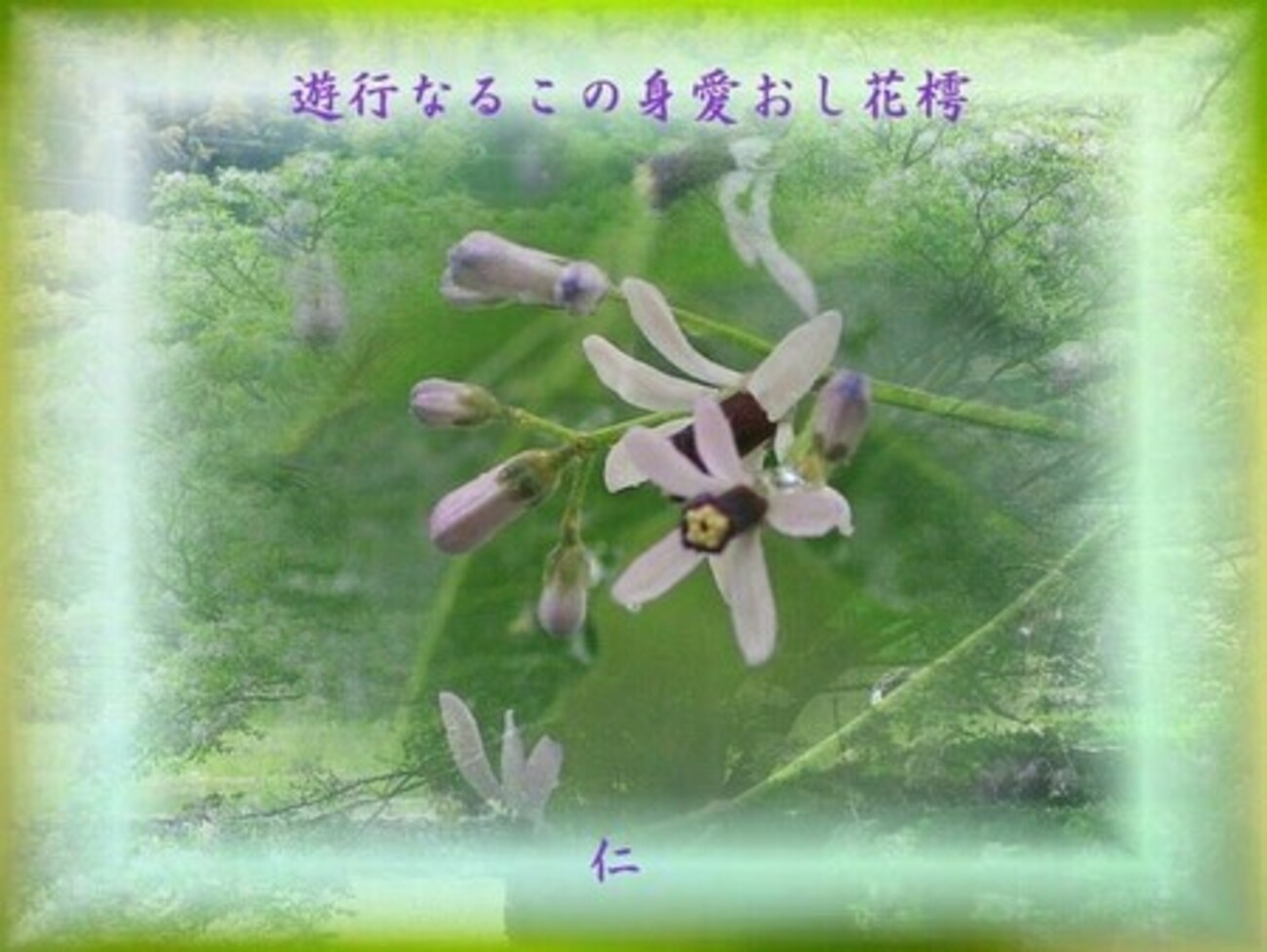 フォト575qv2004『 遊行なるこの身愛おし花樗 』 - 言葉あそび575交心