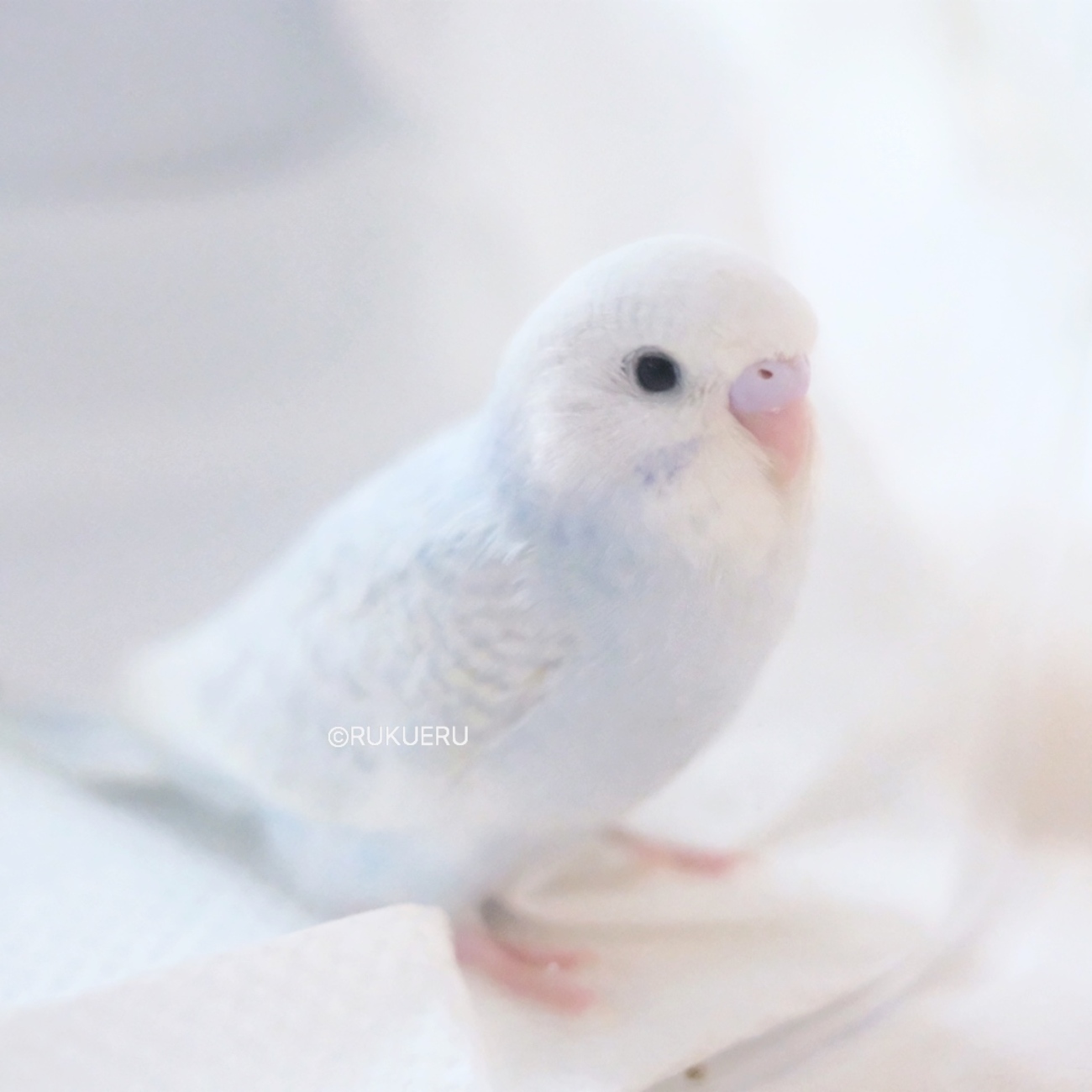 最新版】まとめて揃う！セキセイインコのヒナの飼育に必要なものリスト 