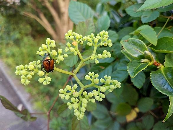 ビンボウカズラとは 動植物の人気 最新記事を集めました はてな ビンボウカズラとは 動植物の人気 最新記事を集めました はてな