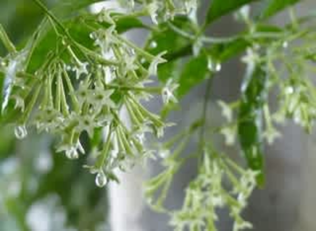夜香木の花 - 野の花ガーデンblog