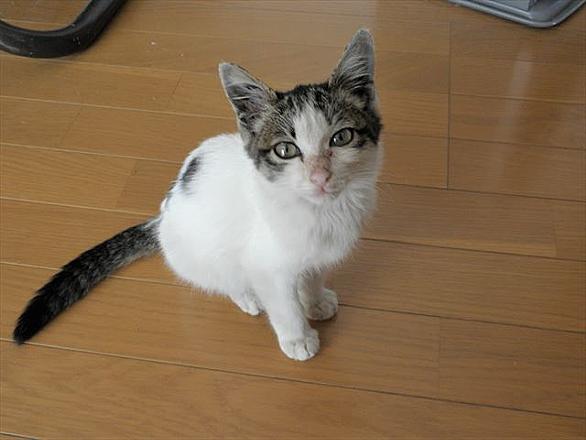 吾輩は猫であるとは 読書の人気 最新記事を集めました はてな
