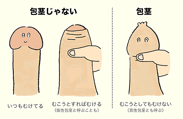 ペーパー ちんこ トイレット 芯