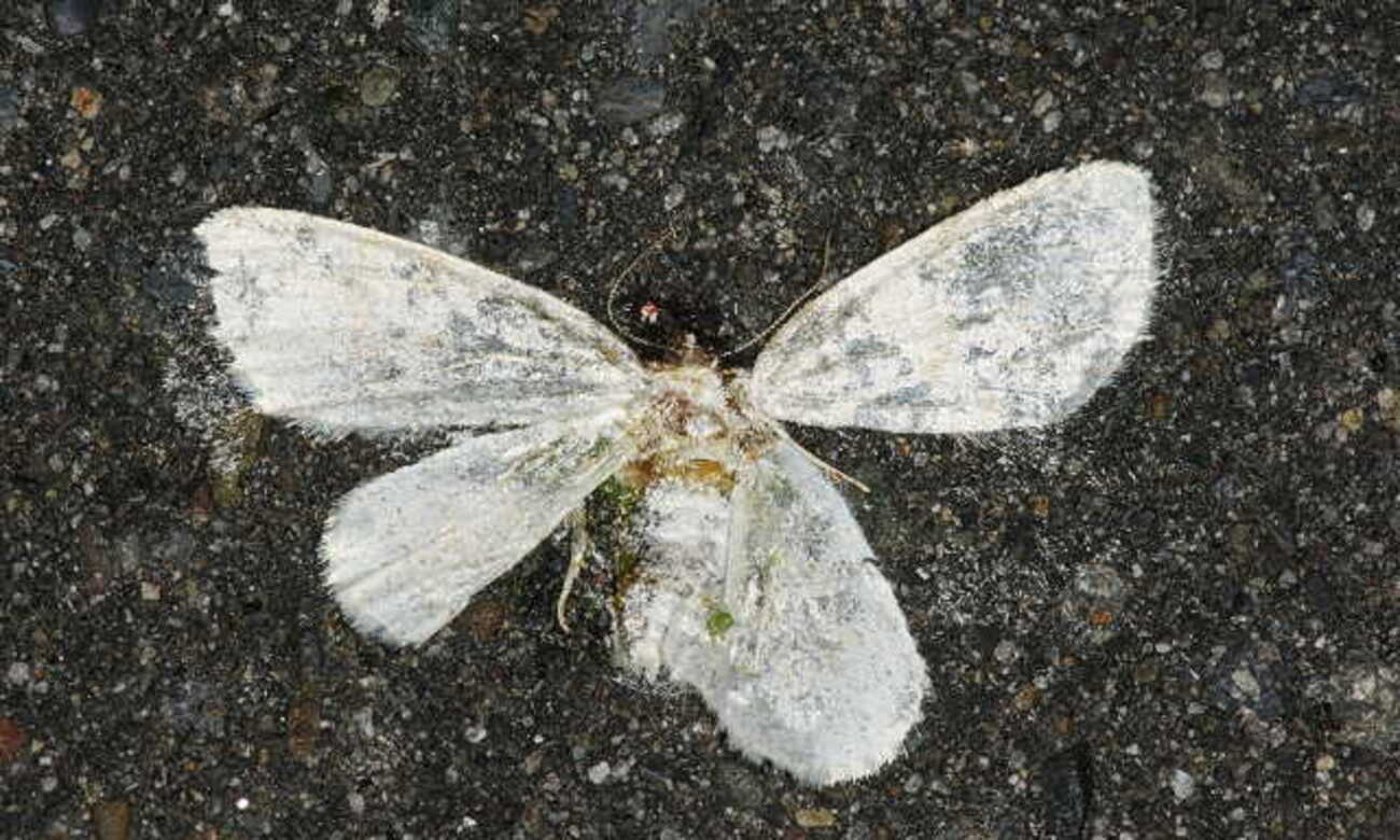 蛾の死骸4種． - yyzz2；虫撮記【虫画像・他】