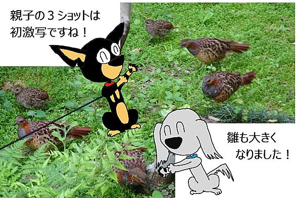 コジュケイとは 動植物の人気 最新記事を集めました はてな コジュケイとは 動植物の人気 最新記事を集めました はてな