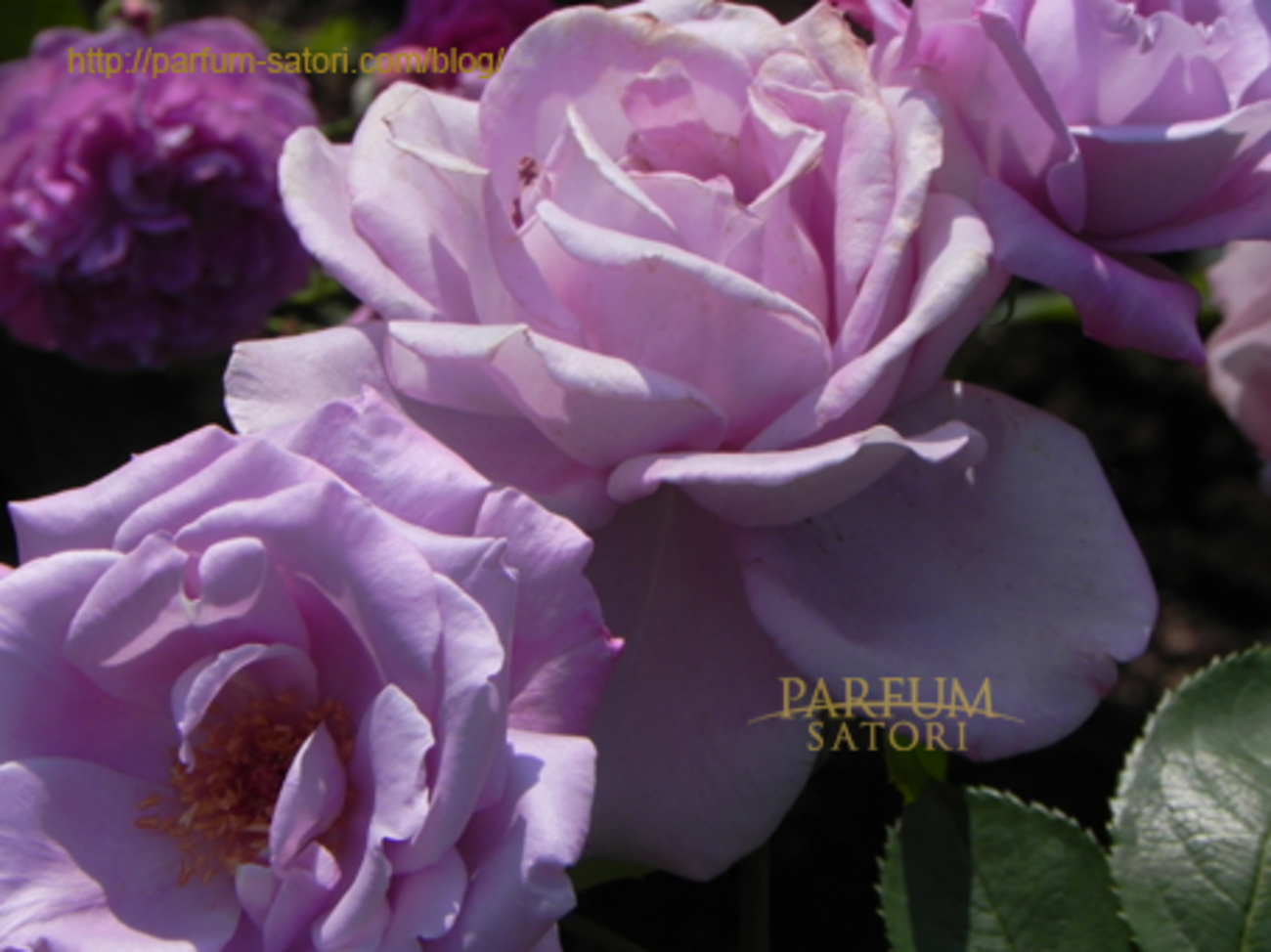 backend=imagemagick;version=1; 