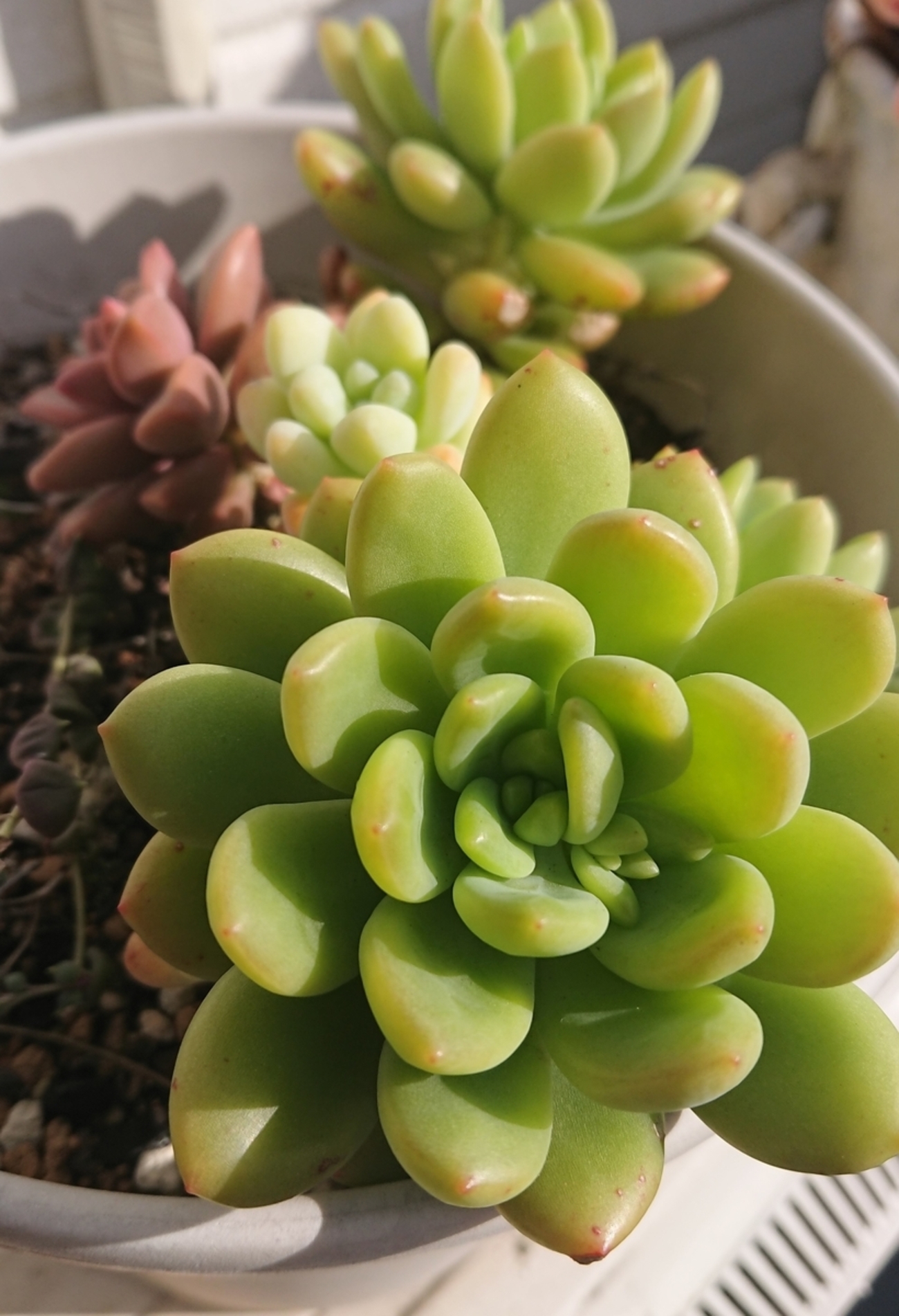 多肉植物 クラバツム カット苗 3苗 （クラバツム錦 美斑 レア多肉植物 