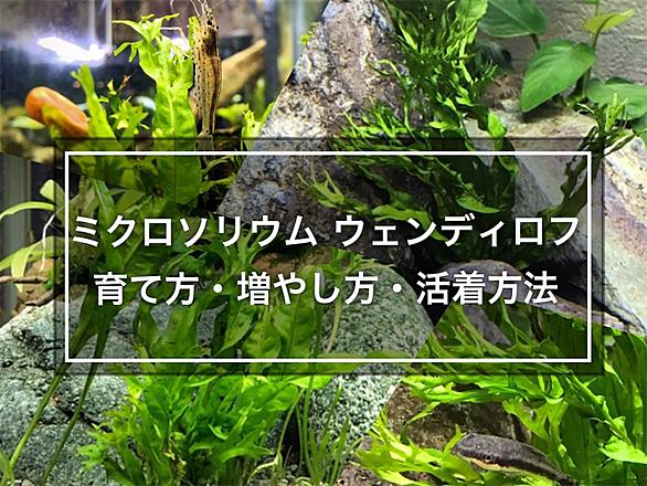 ミクロソリウムとは 動植物の人気 最新記事を集めました はてな