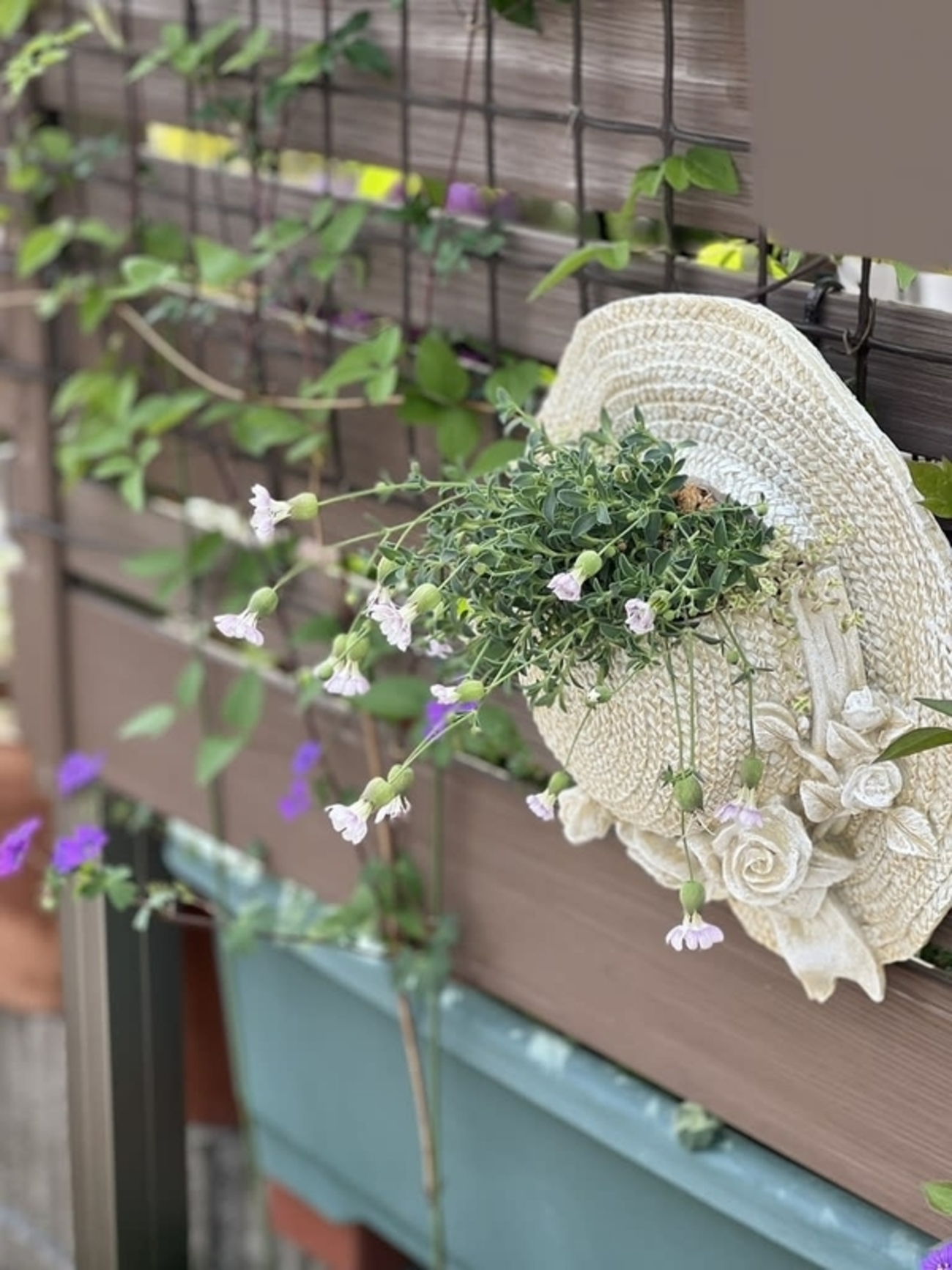 シレネユニフローラジュエル＊をハンギングに - 雑木とクレマチスの 