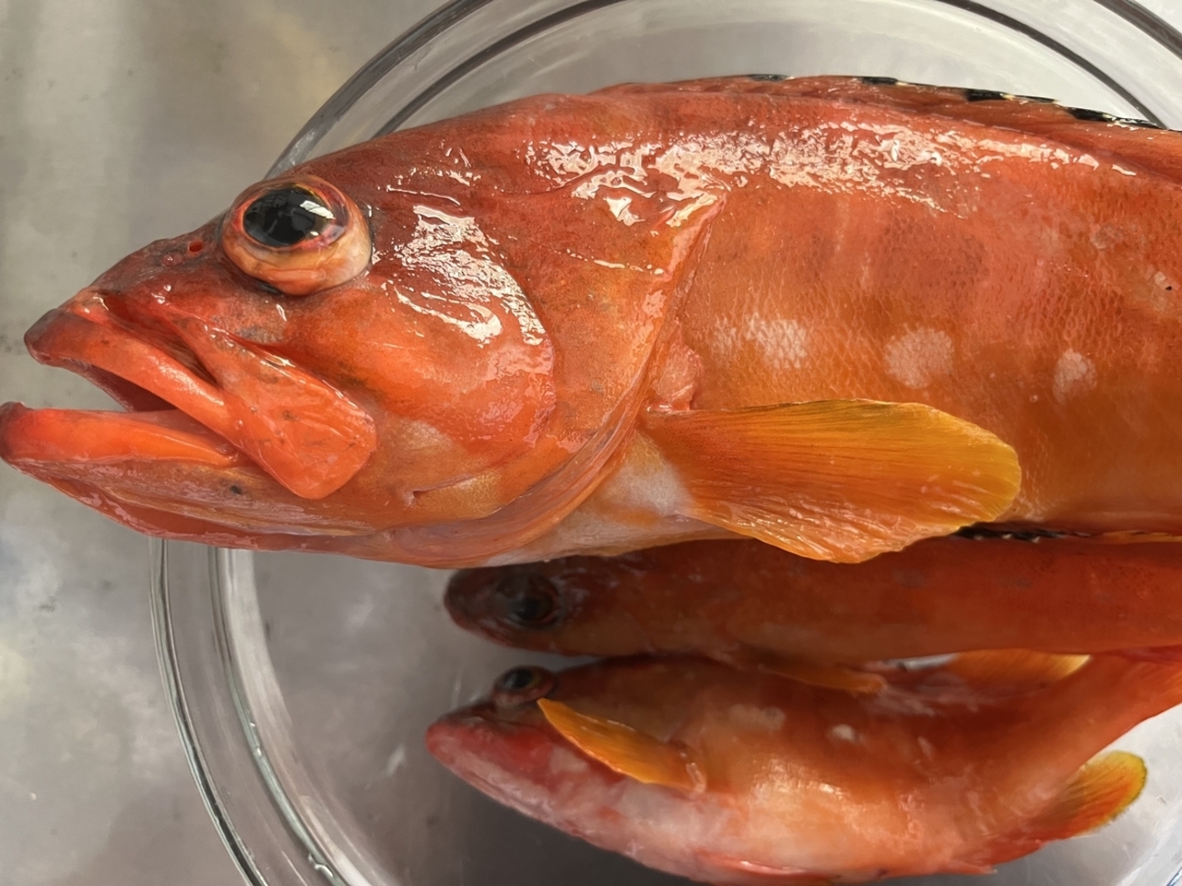 backend=imagemagick;version=1;