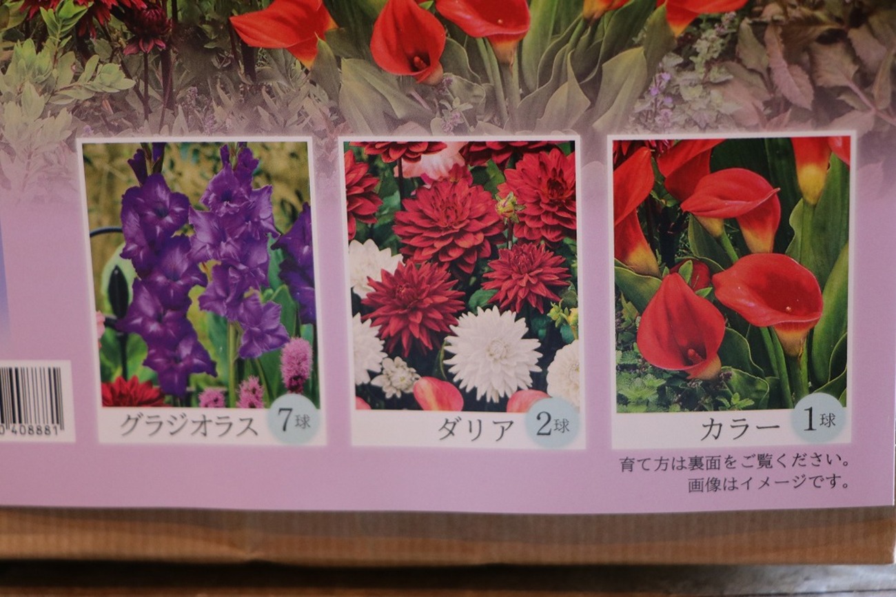 春植え球根セット！美しい花が咲く🌸✨ - GP-Yamacho