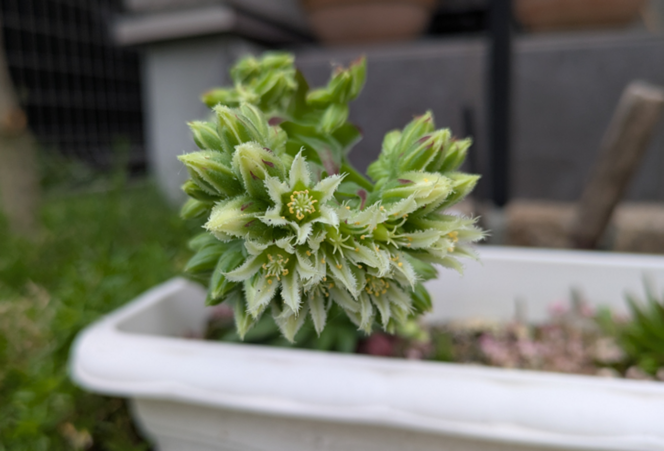 多肉植物センペルビウムに花が咲いた。玄関前の記録 / Sempervivum 