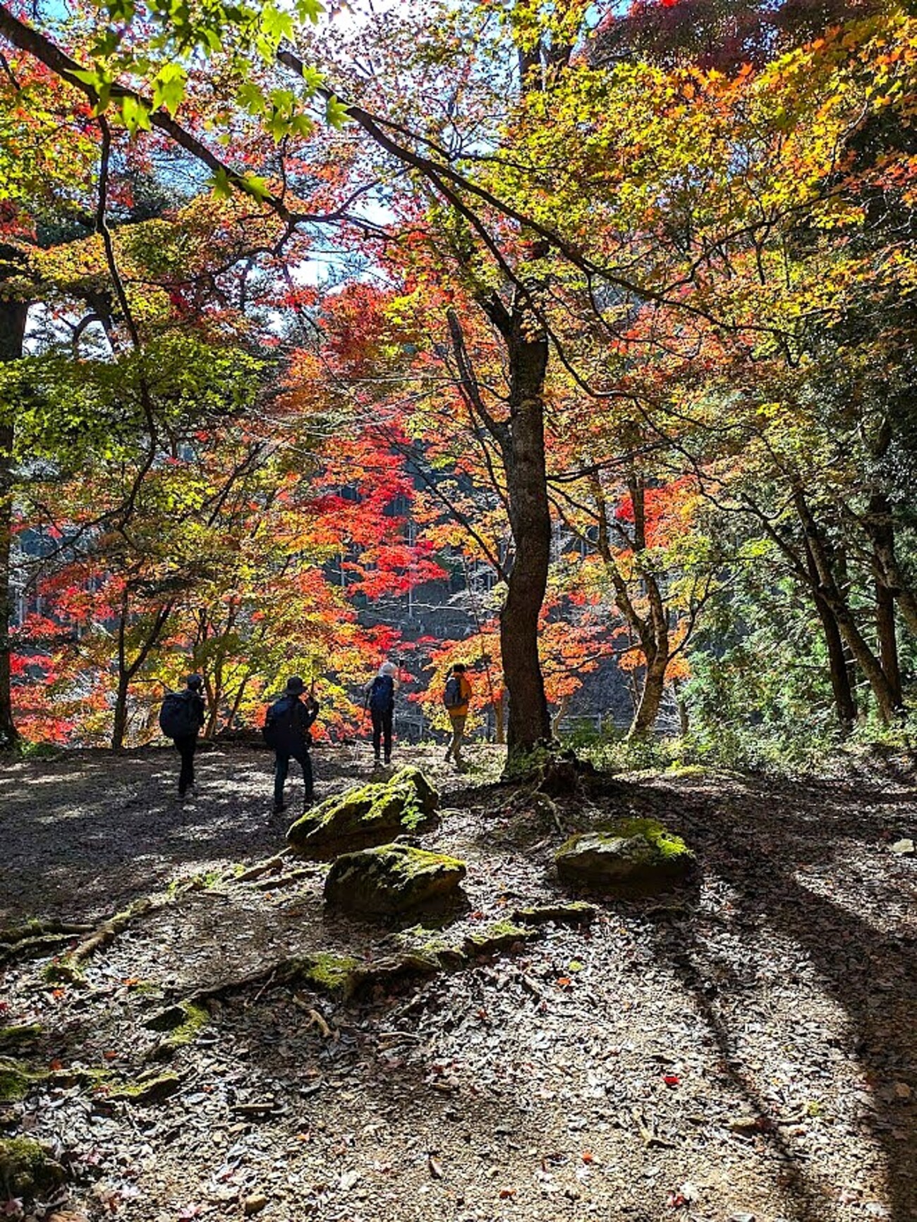 backend=imagemagick;version=1;