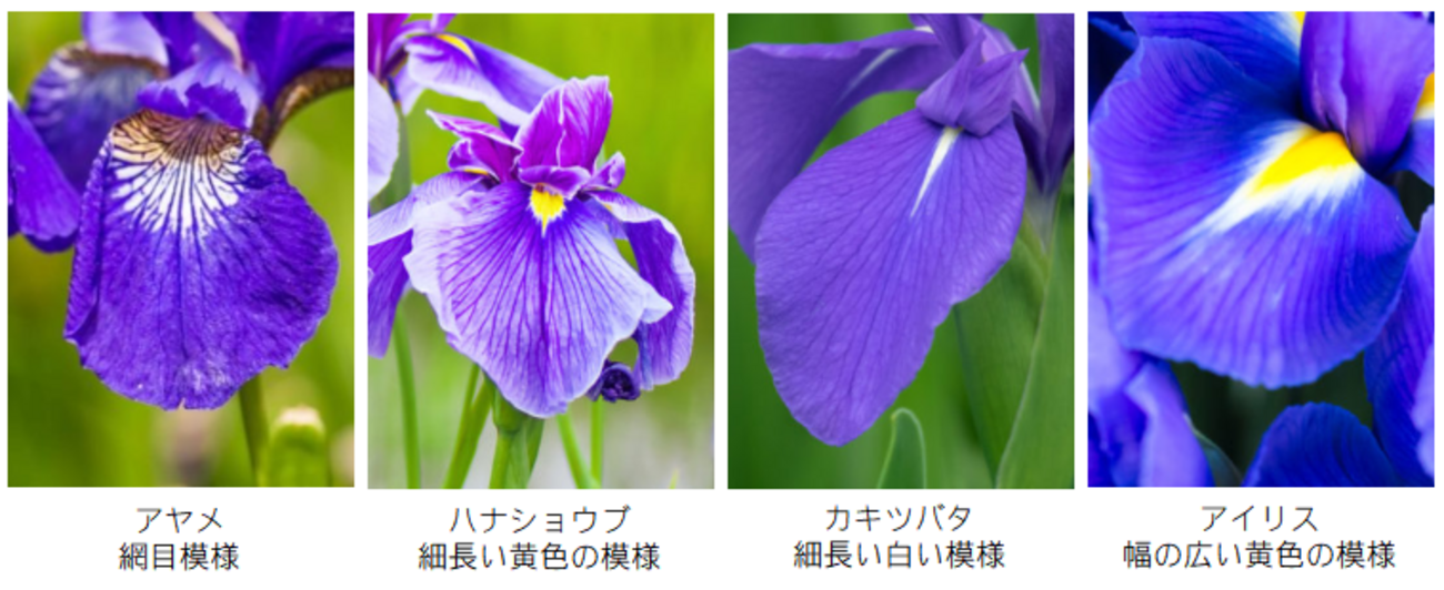 似ている花、植物の見分け方。アヤメ、ムクゲ、ボタン、ハス、etc. - 晴歩雨描