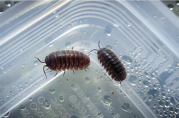 オカダンゴムシとは 動植物の人気 最新記事を集めました はてな