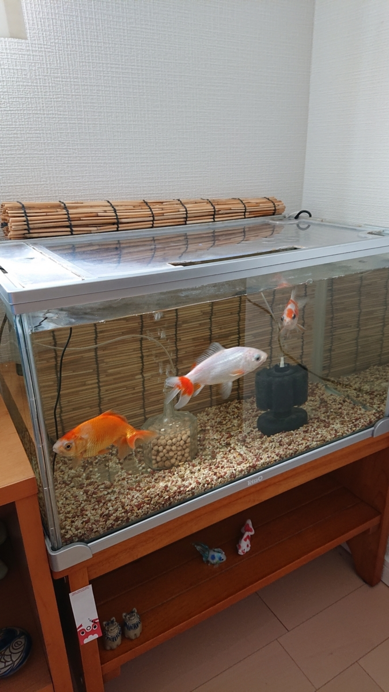 金魚水槽の水量と水換え期間を検証 - すくい金魚