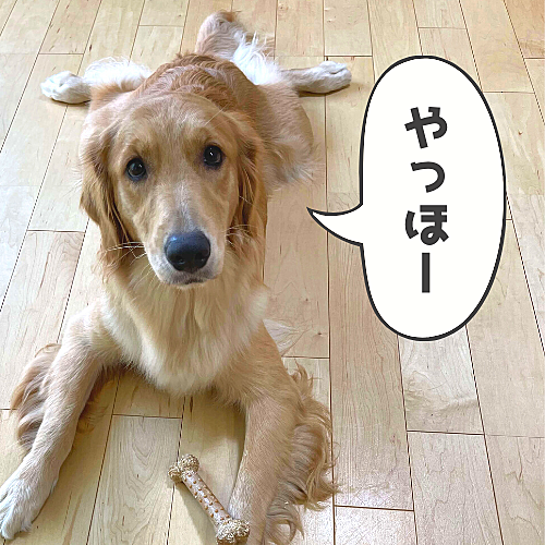 ゴールデン レトリーバーとは 動植物の人気 最新記事を集めました はてな