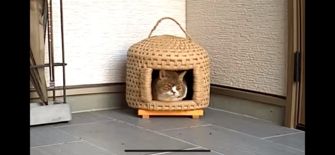 猫ノミ害に悩む、急ぎクレデリオ錠の調達 - スローでいこうよ