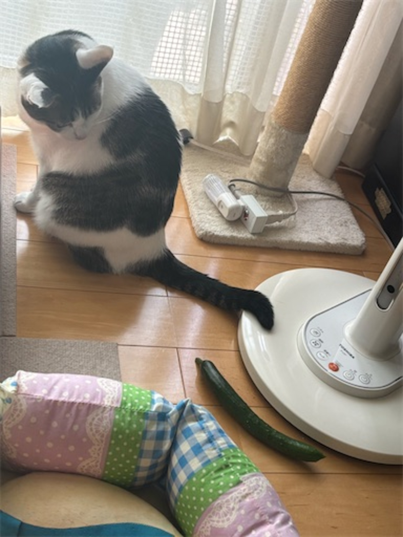 猫にきゅうり - ツイノスミカ