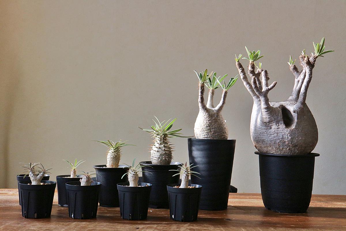 パキポディウム グラキリス - 植物日誌