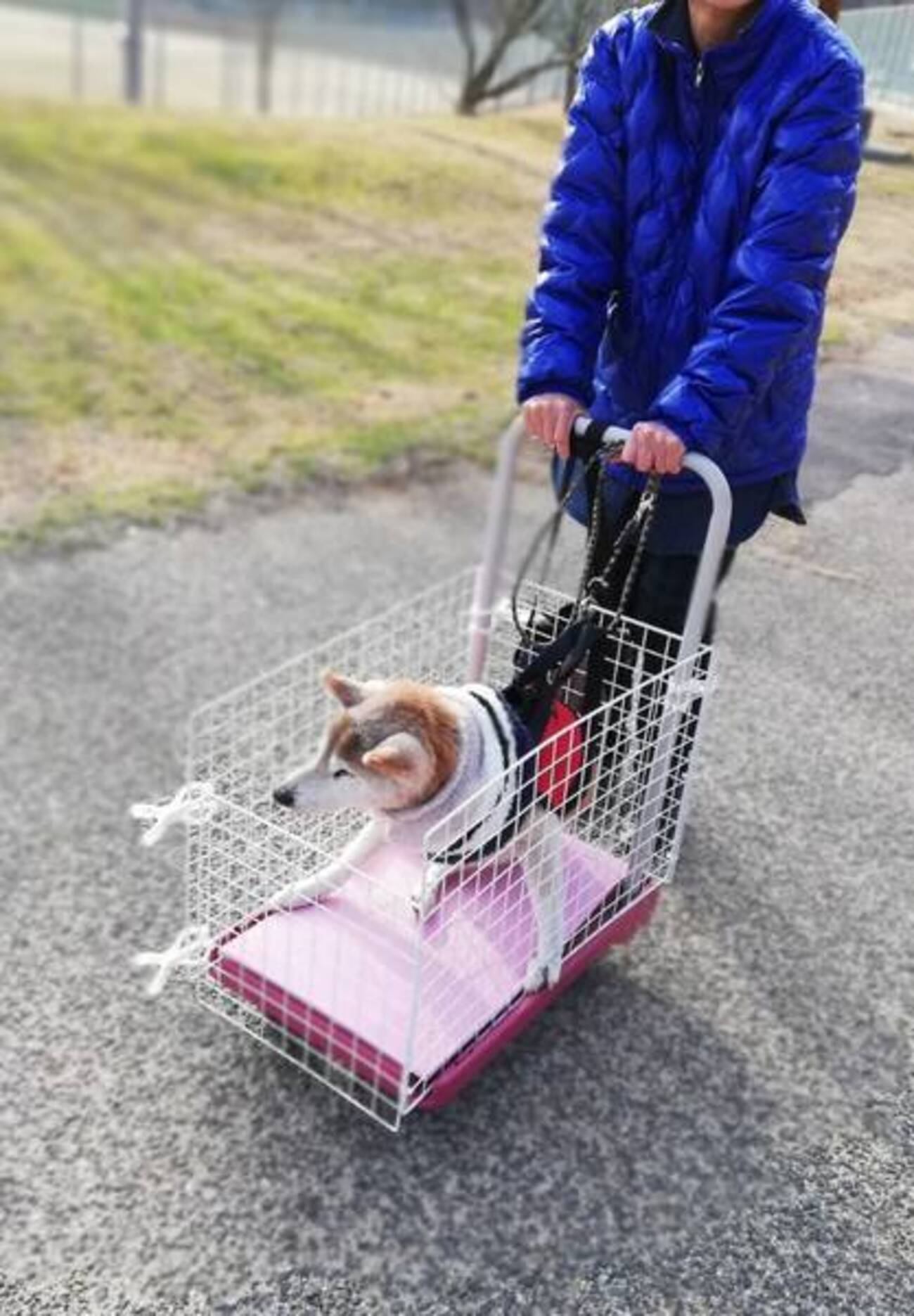 犬介護 犬用カート 手作り 車輪 犬用車いす 着る歩行サポートカート 