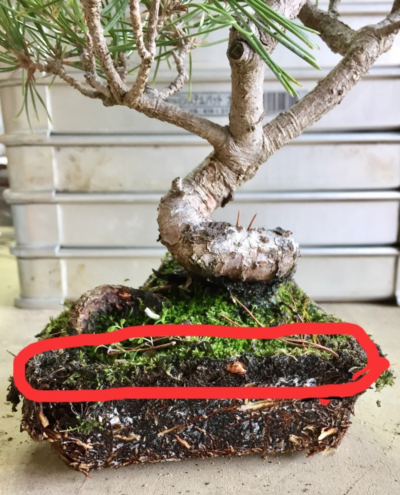 backend=imagemagick;version=1;