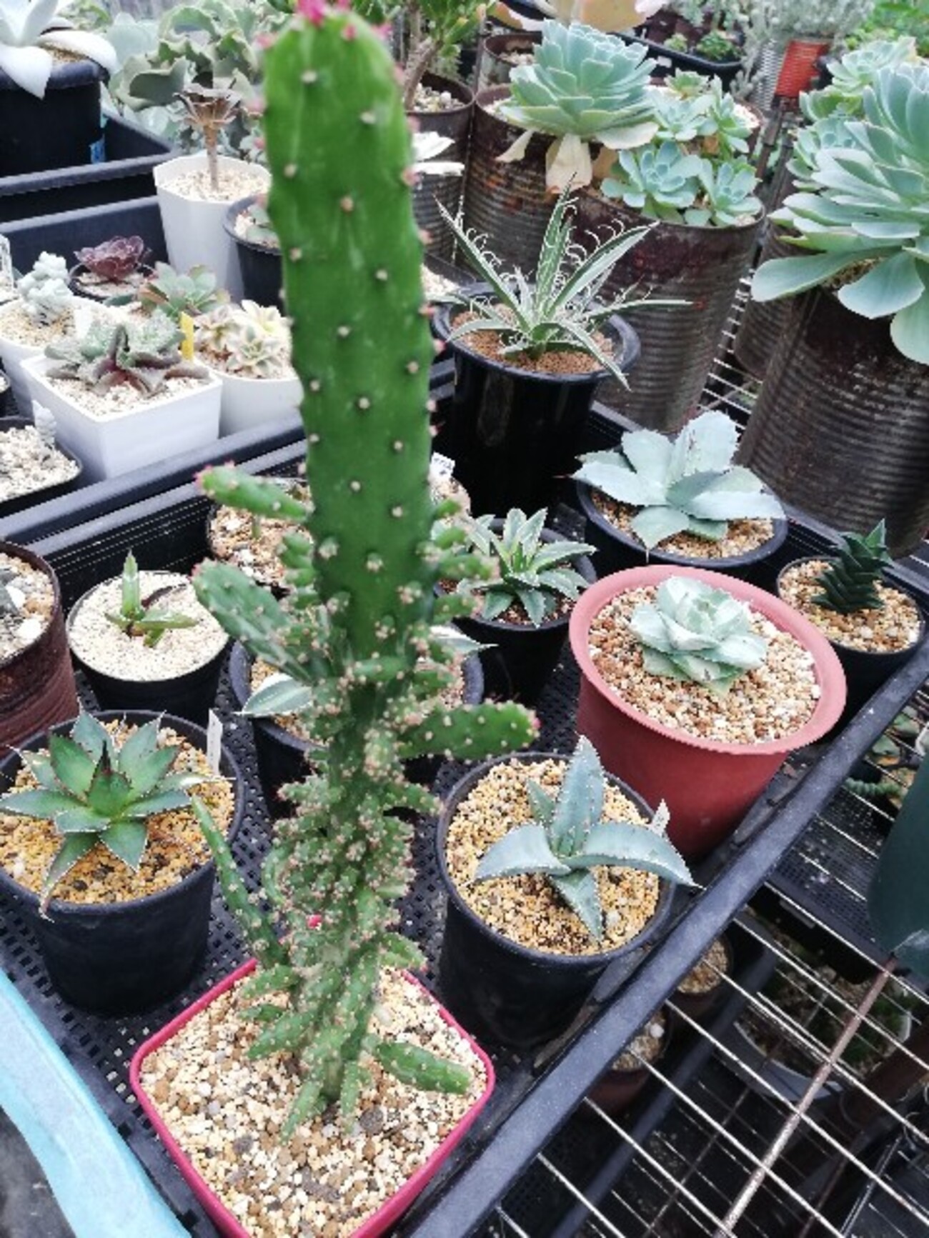 ゼブラホリダ　関上No.1（オス）実生株　珍奇植物　観葉植物　多肉植物　カクタス ゼブラホリダ 関上No.1（オス）実生株 珍奇植物 観葉植物 多肉