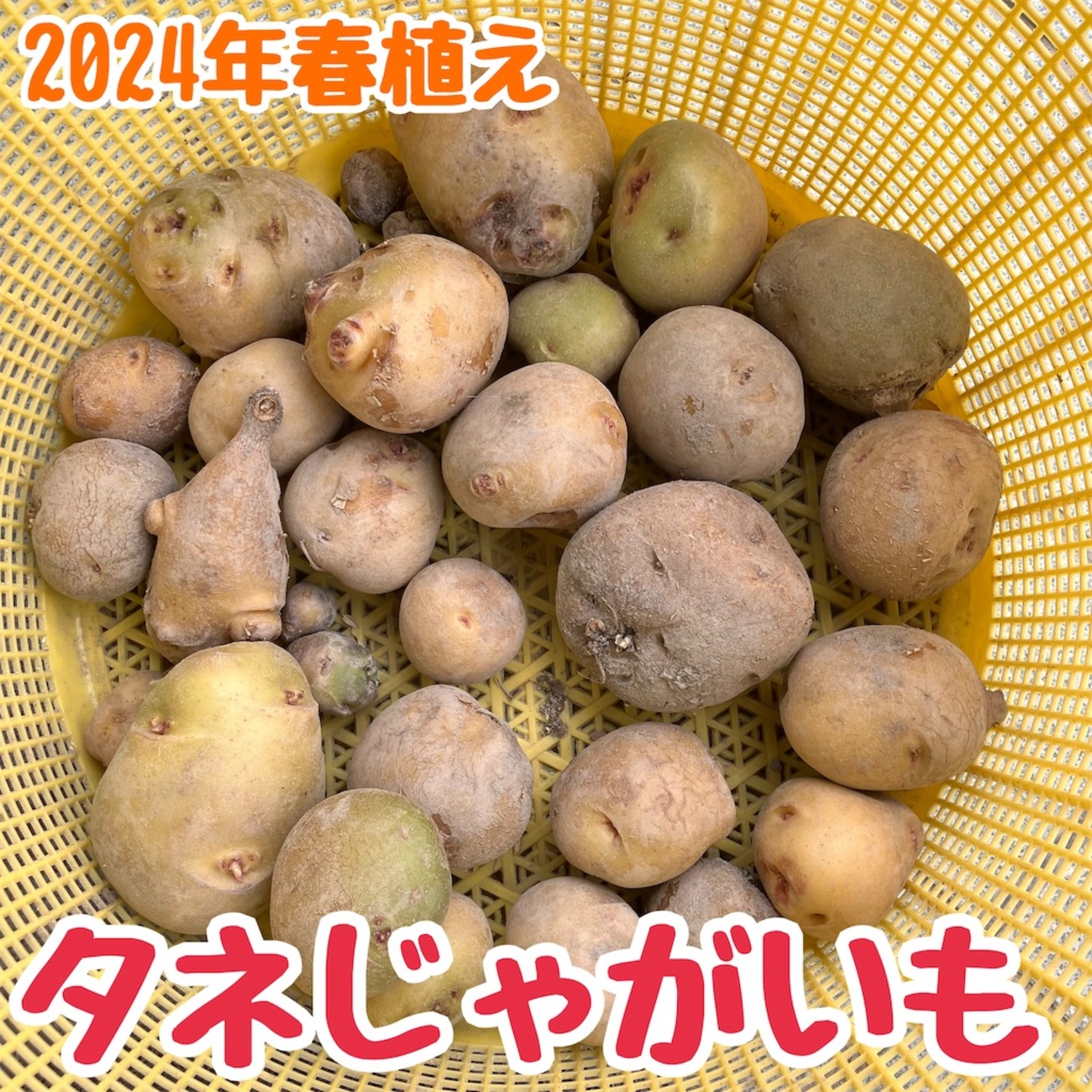 2024年春植えジャガイモ 植え付け記録 - 小庭菜園〜自然農法でやさい作り