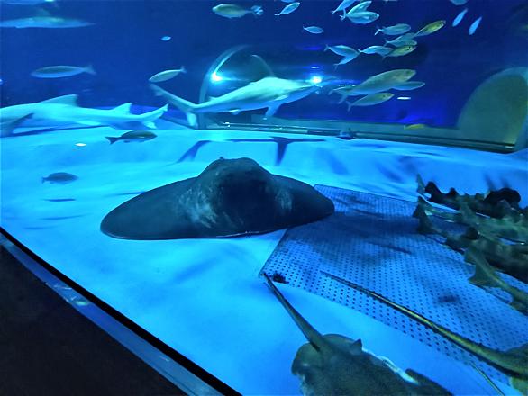 サメとは 動植物の人気 最新記事を集めました はてな