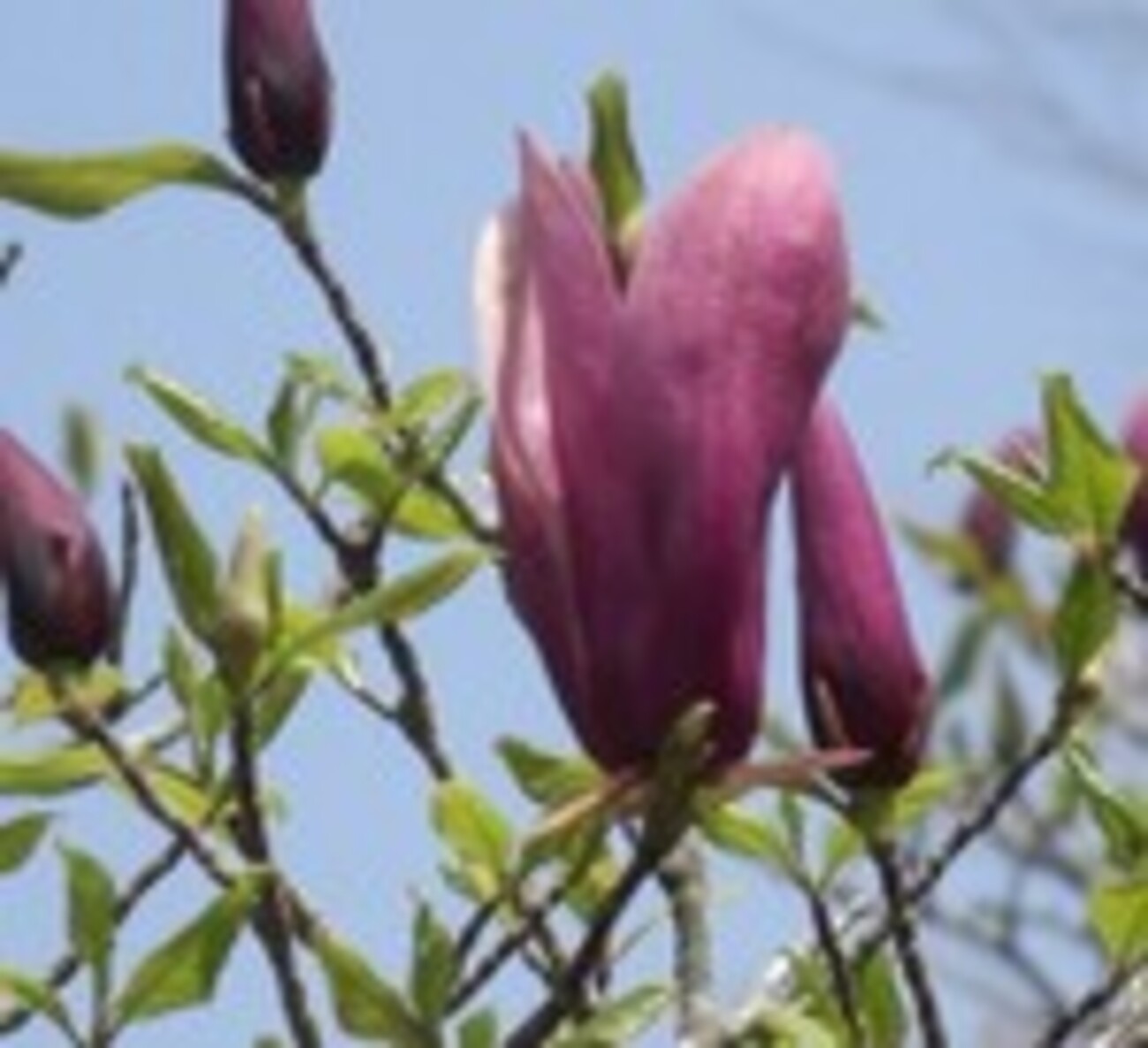 紫木蓮 - amanokakeru’s blog