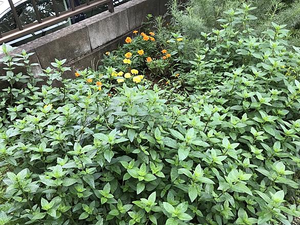 ミントテロとは 動植物の人気 最新記事を集めました はてな