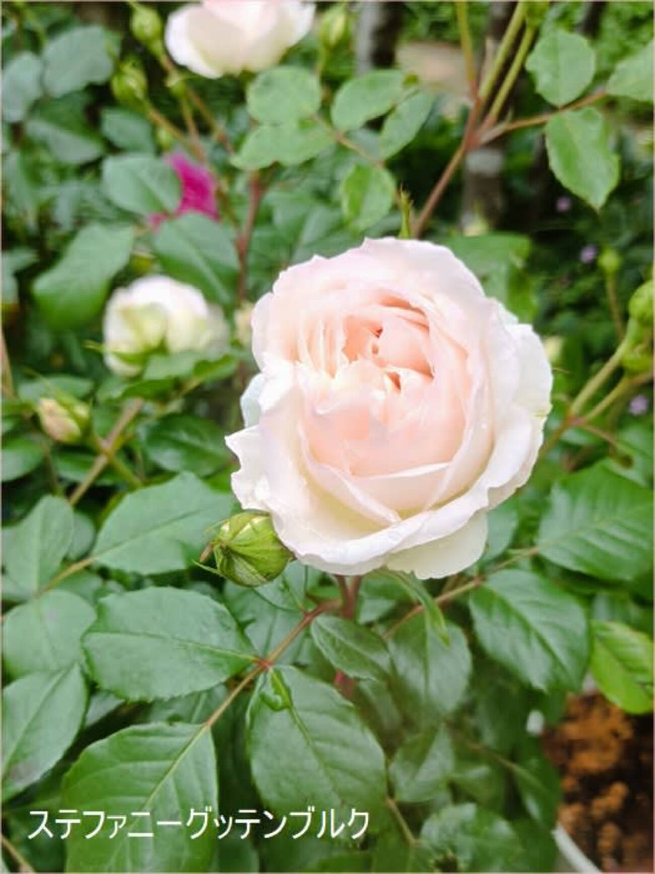 薔薇　バラ backend=imagemagick;version=1;