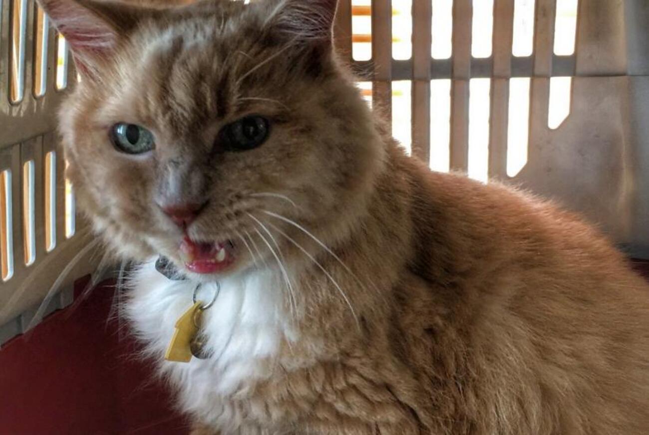 猫の「ニャー」は人間とのコミュニケーション専用?その理由と意味 - 引っ越ししたリファレンスノート