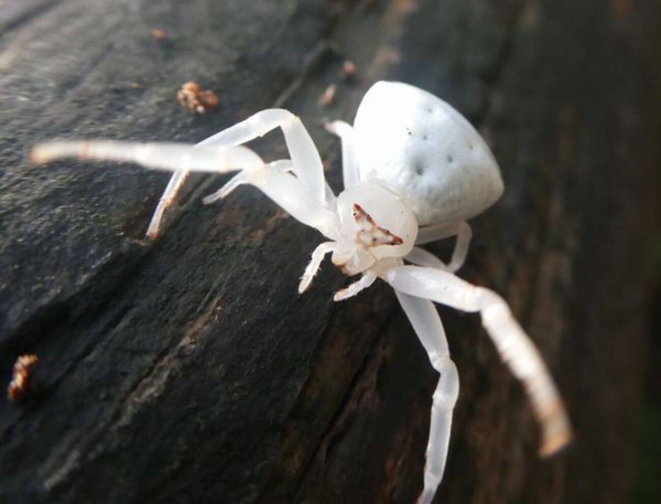 くー⭐︎　鉛芯！投蜘蛛（白色）三間三双 10袋（100個）　“送料無料” 鉛芯 投蜘蛛（白）三間三双 1袋（10個）送料無料 投げテープ｜Yahoo