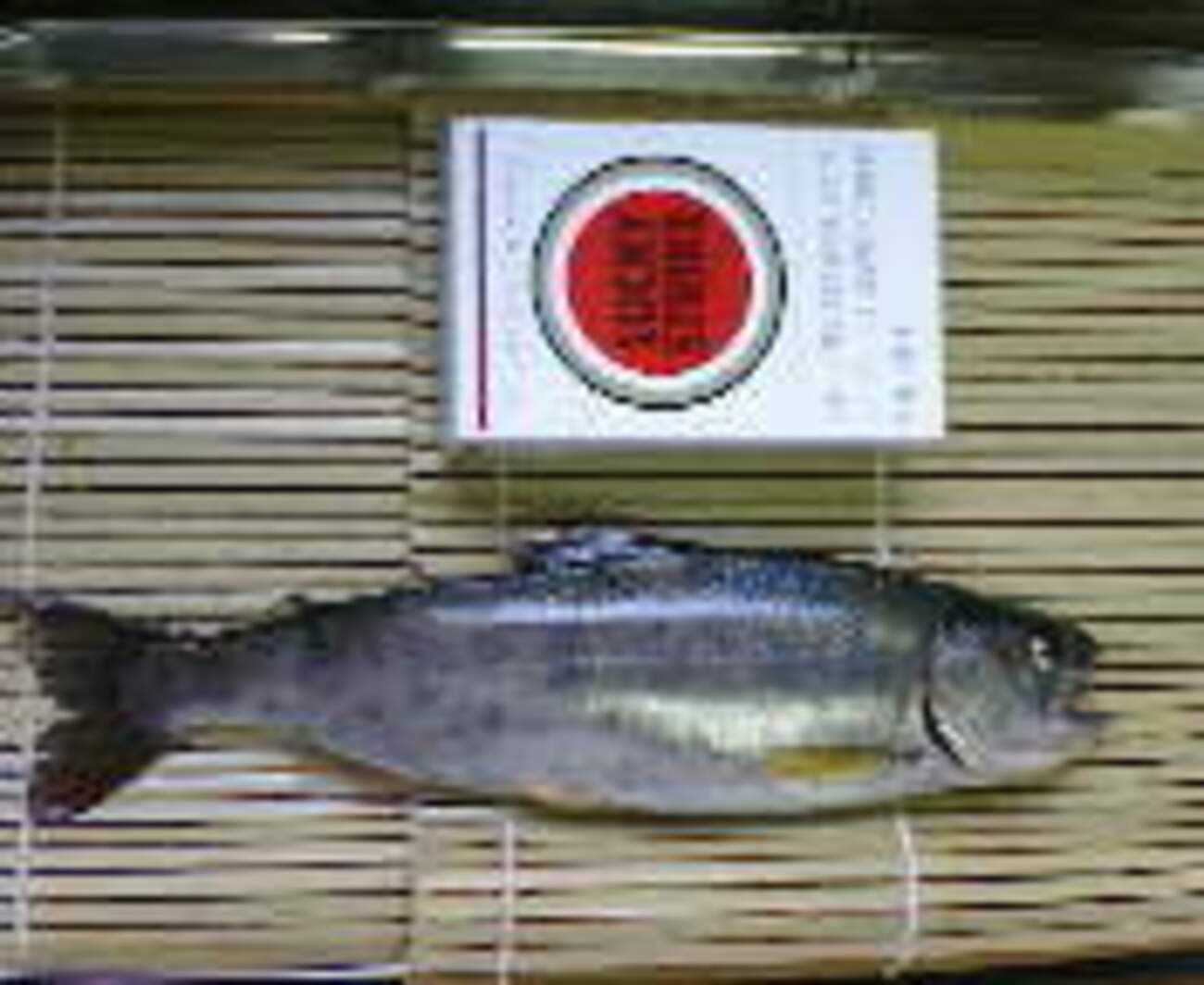 遡ってきてない - 竹心の魚族に乾杯