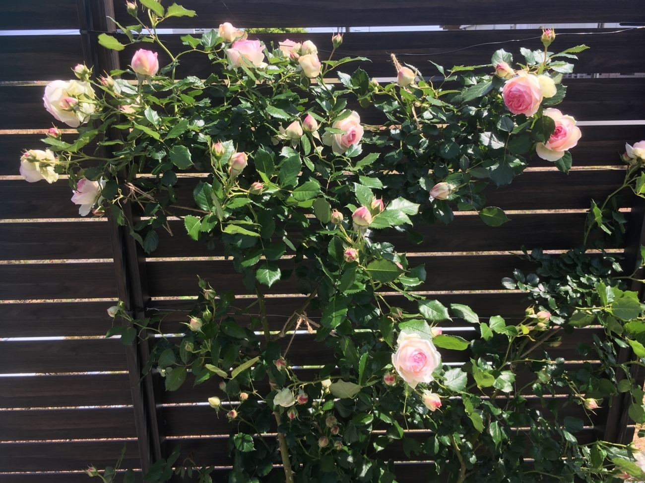 ピエールドゥロンサールとレオナルドダビンチ - s-garden