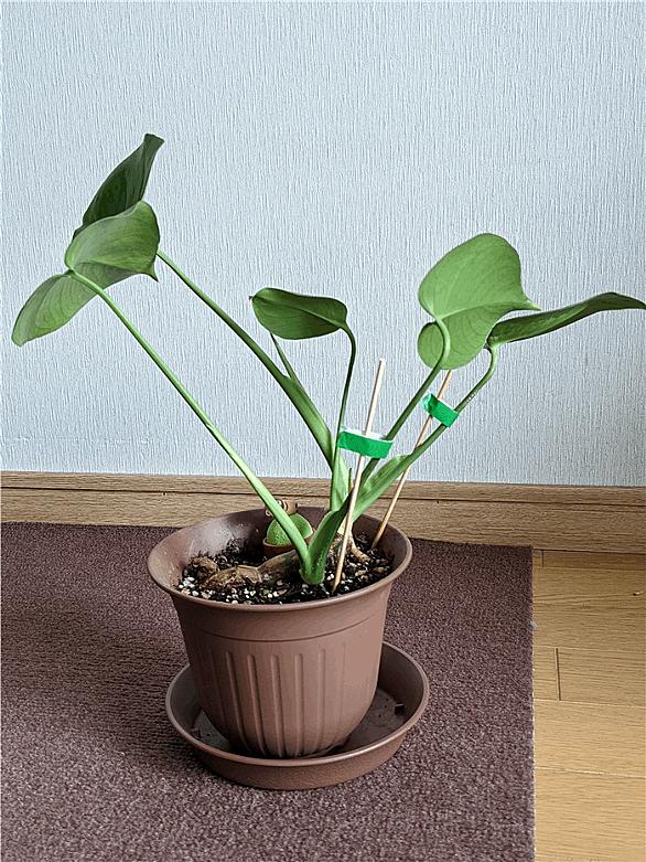 モンステラとは 動植物の人気 最新記事を集めました はてな