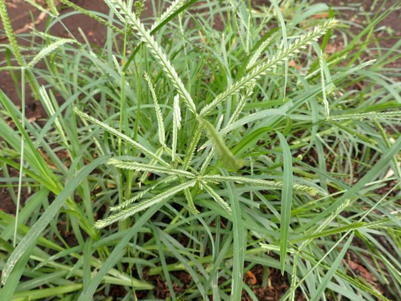 backend=imagemagick;version=1;